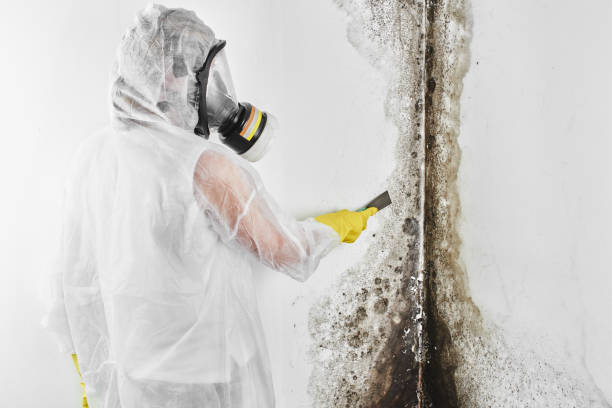 Professional Mold Remediation in Trinity, AL